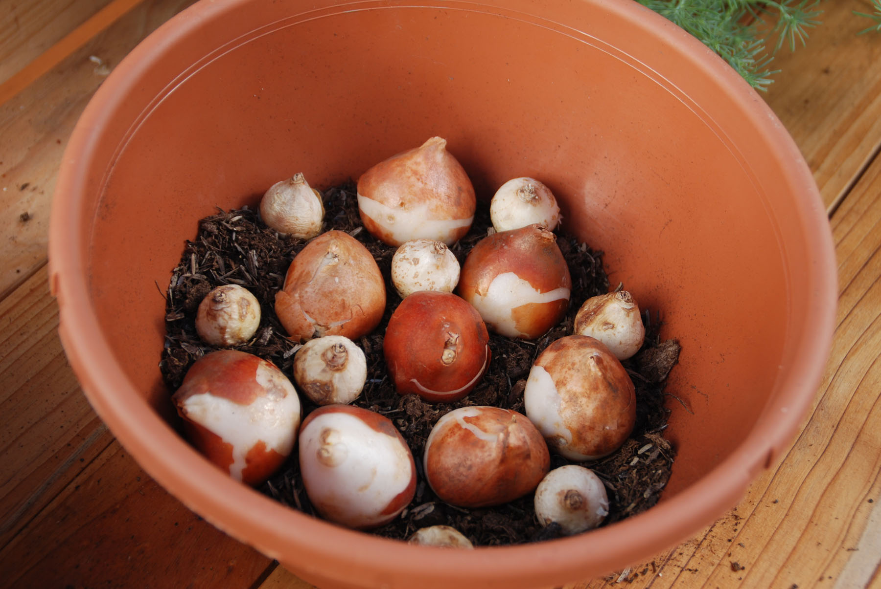 forcing bulbs in winter